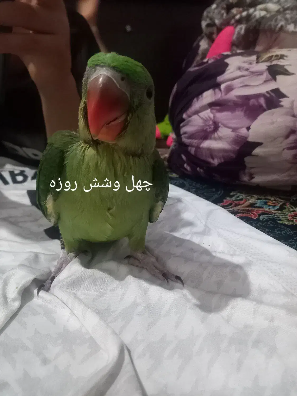 شاه طوطیم فرار کرده|حیوانات|قدس, شهرقدس|دیوار