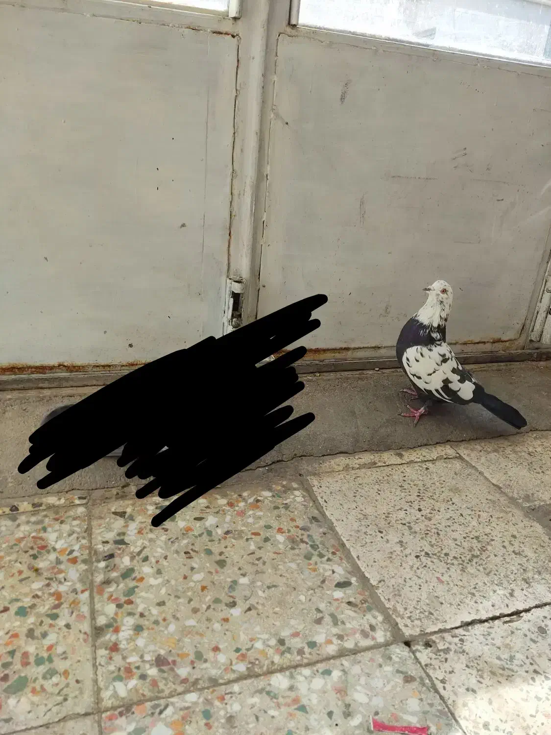 کبوتر پر|پرنده|شهرکرد, |دیوار