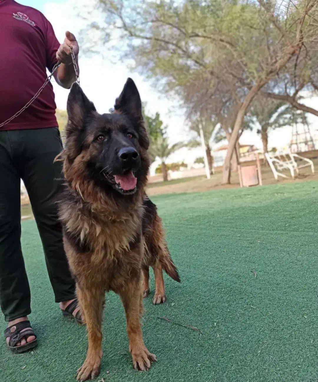 سگ ژرمن|سگ|هندیجان, |دیوار