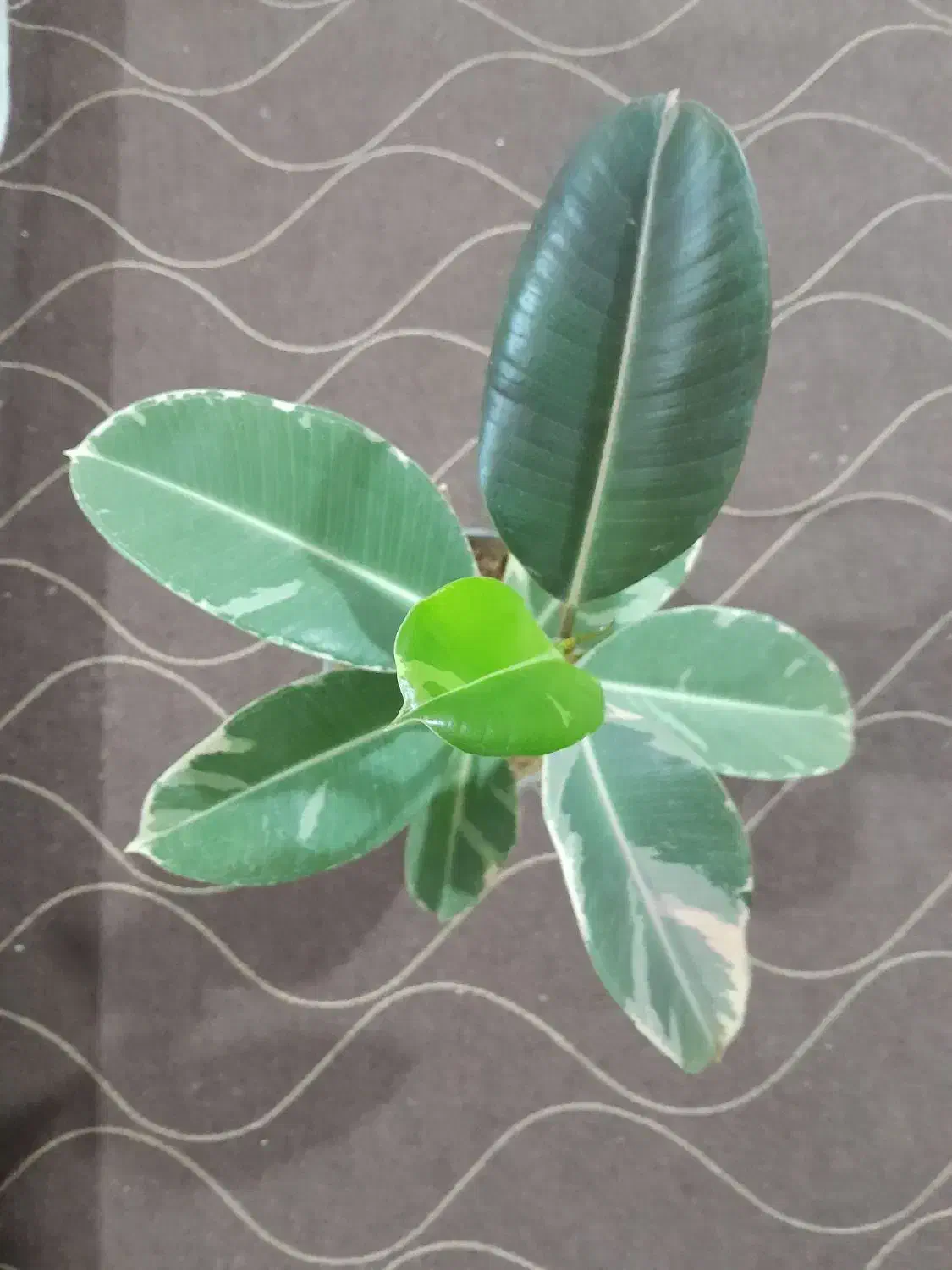 تعدادی گل دیفن باخیا وفیکوس و یشم|گل و گیاه طبیعی|ساوه, |دیوار