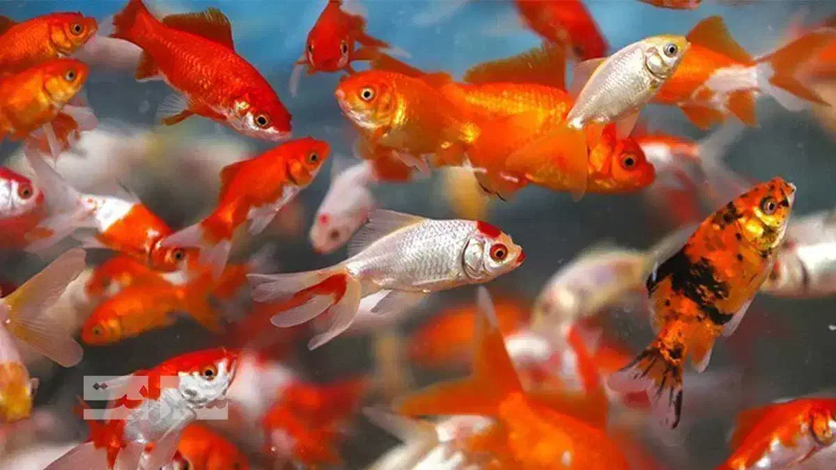 ماهی گلی|ماهی|شیراز, سهل‌آباد|دیوار