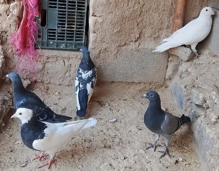سلام پنج تا کفتر رنگه و آلمانی|پرنده|چناران, |دیوار