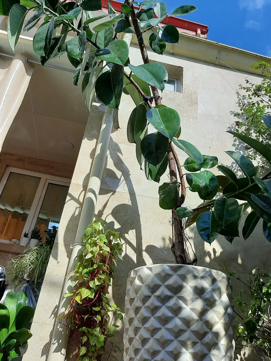 گل fikos|گل و گیاه طبیعی|رشت, پیرکلاچای|دیوار