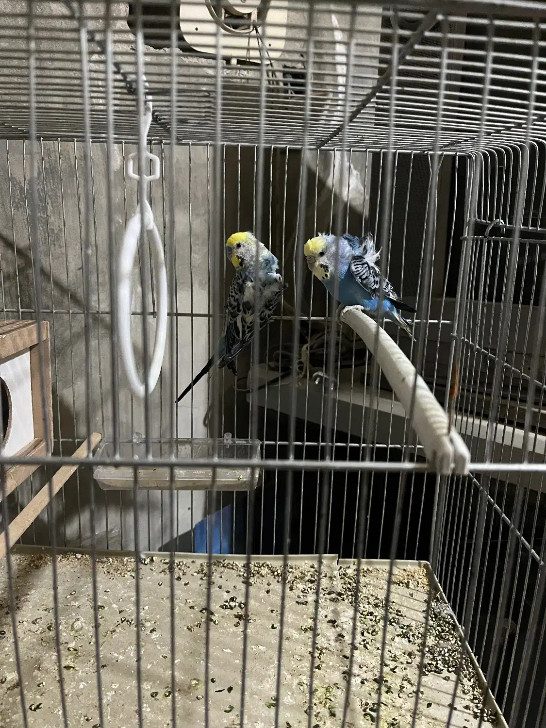 مرغ عشق|پرنده|بیرجند, |دیوار