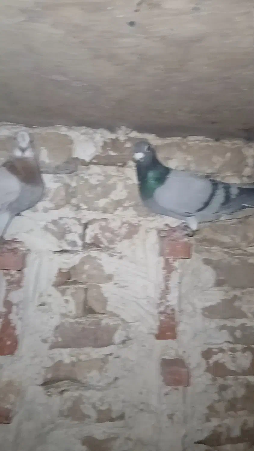 فروشی کبوتر|پرنده|گناباد, |دیوار