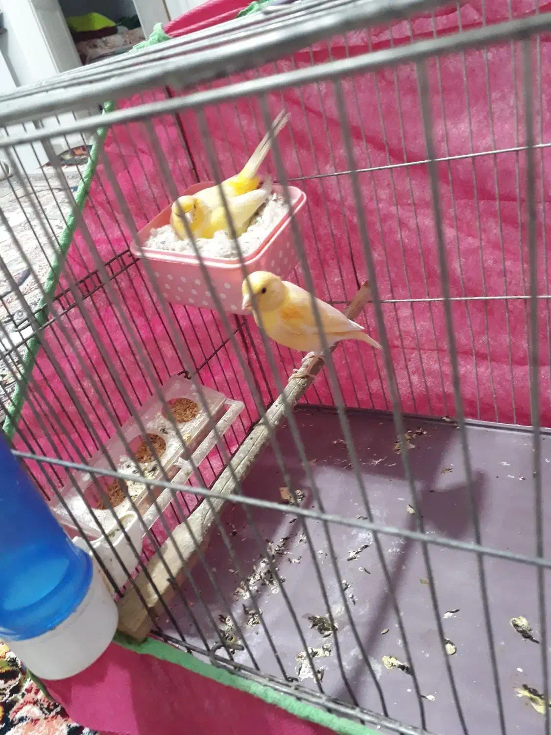 قناری جفت|پرنده|قدس, شهرقدس|دیوار