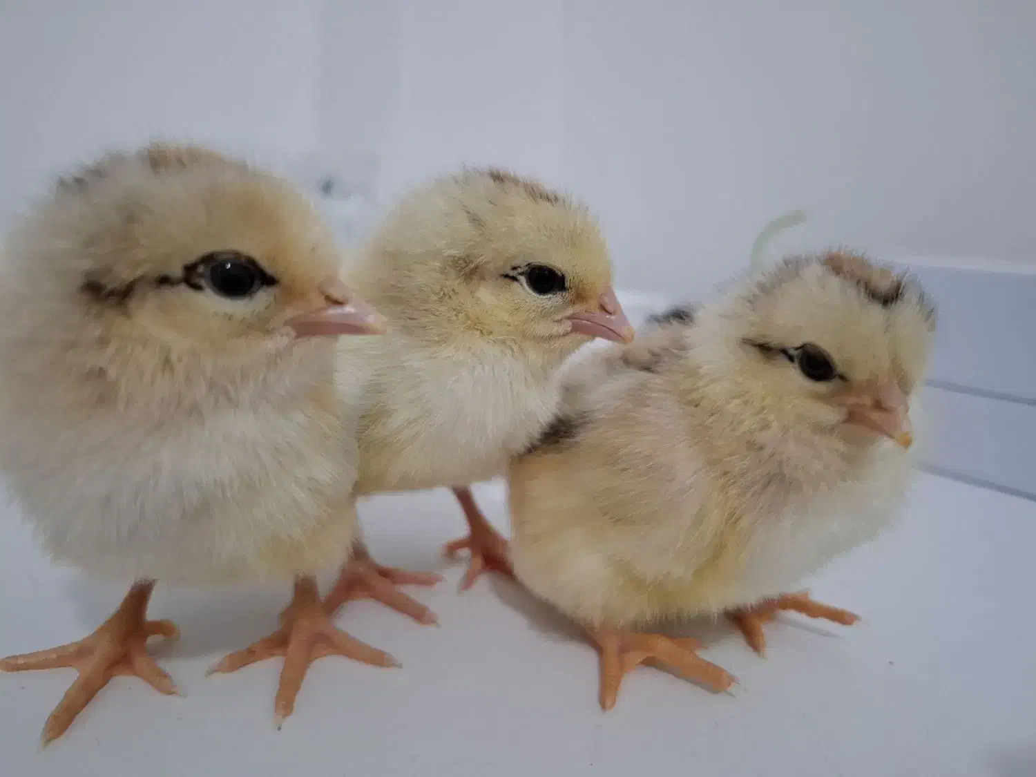 جوجه محلی|حیوانات مزرعه|اسفراین, |دیوار