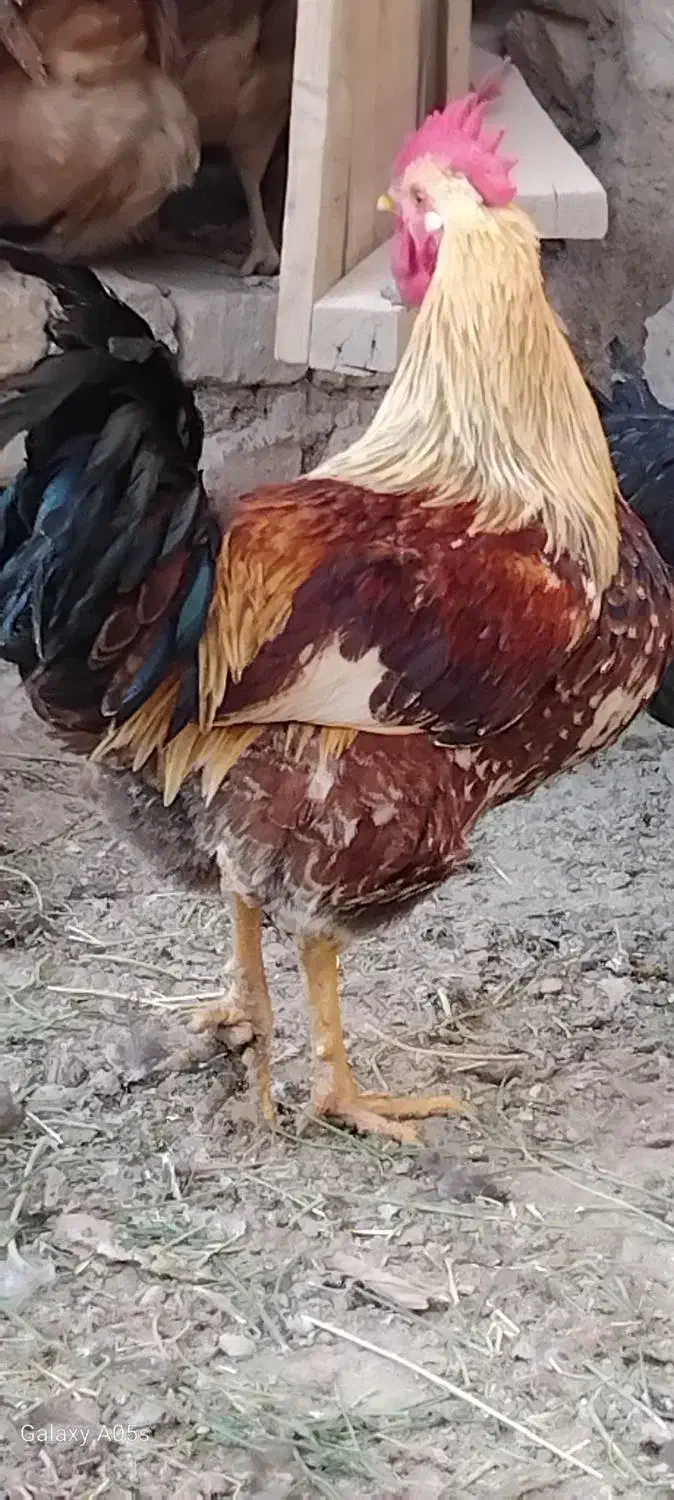 نیم چه کاکلی مطابق عکس|حیوانات مزرعه|گلپایگان, |دیوار