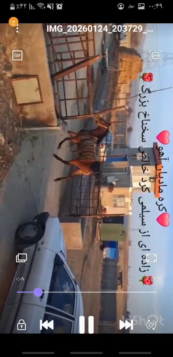 مادیون|اسب و تجهیزات اسب‌سواری|دشتابی, |دیوار