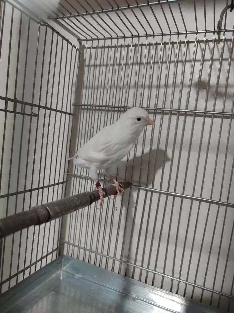 فروش فوری یک جفت قناری آماده،نروماده|پرنده|تهران, تهرانسر شمالی|دیوار