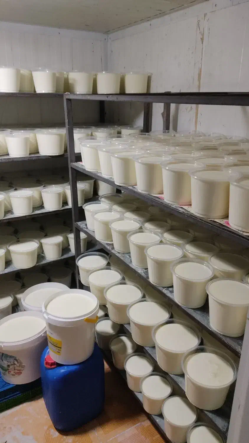 تولید و توزیع لبنیات محلی|خوردنی و آشامیدنی|کرمان, |دیوار