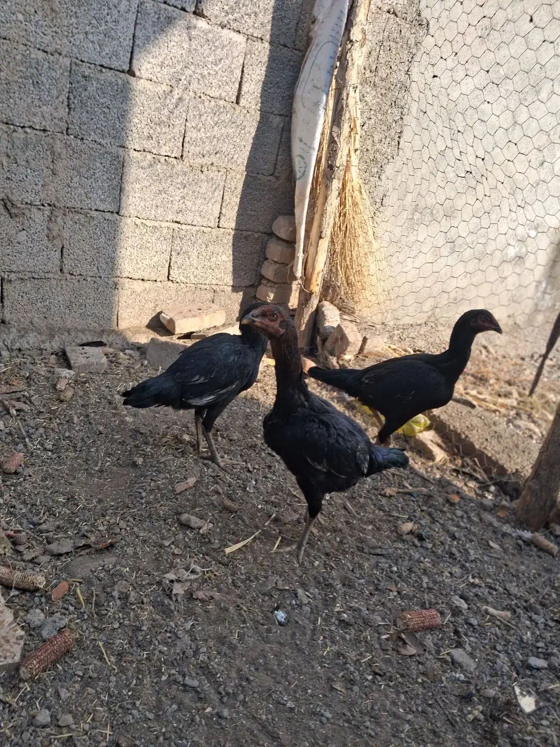 40000000|حیوانات مزرعه|خوی, |دیوار