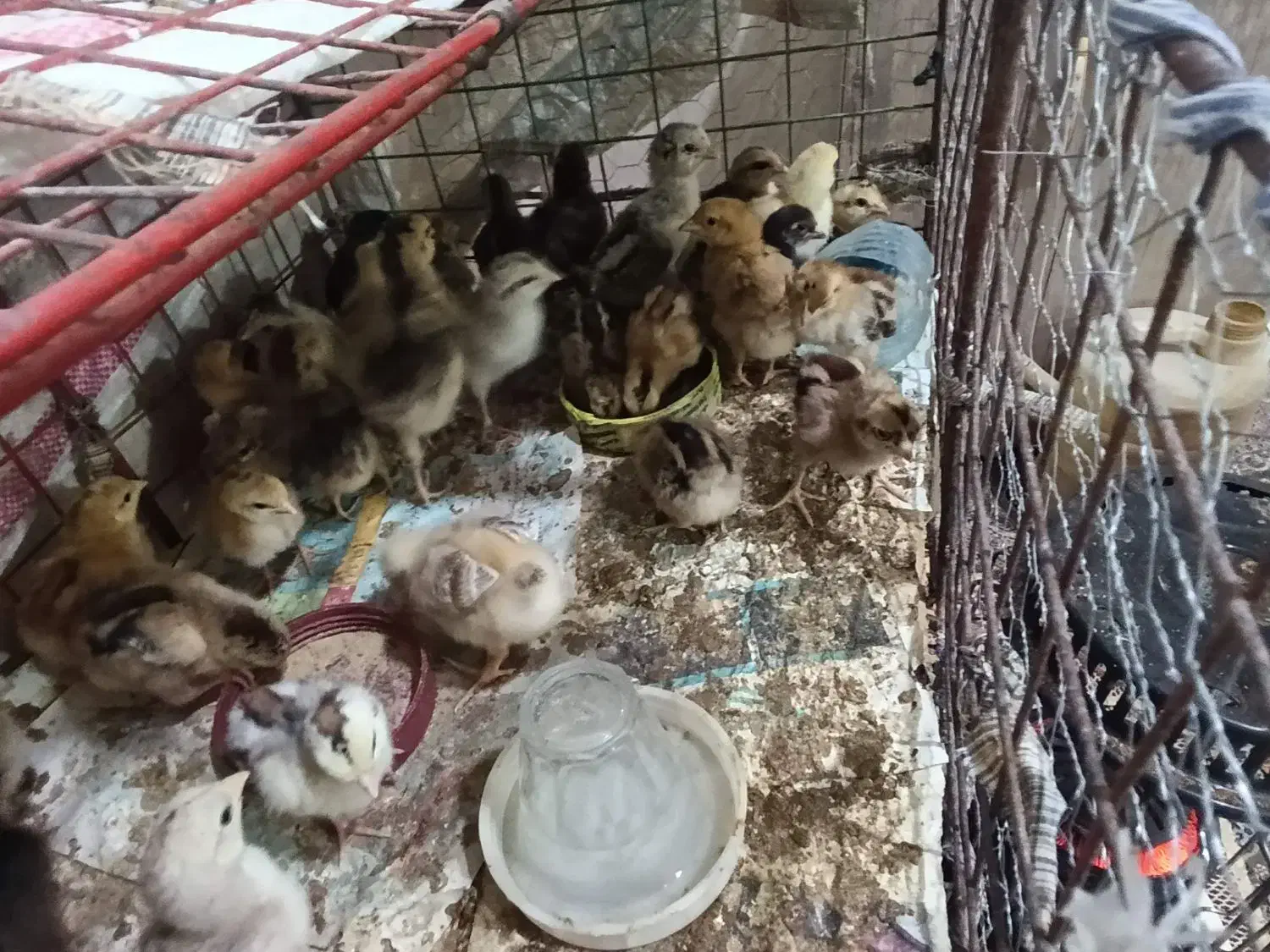 جوجه خانگی|حیوانات مزرعه|زابل, |دیوار