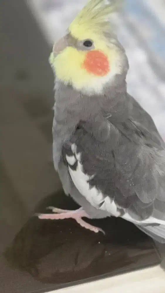 عروس هلندیم گمشده|حیوانات|اصفهان, بهارستان|دیوار