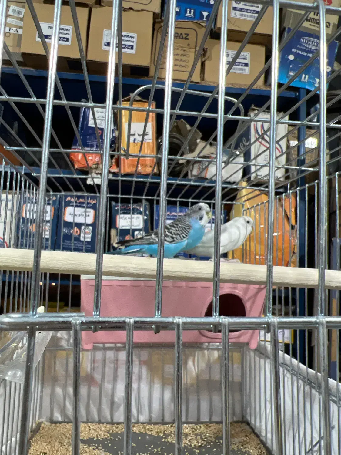 مرغ عشق|پرنده|پاکدشت, حصار امیر|دیوار