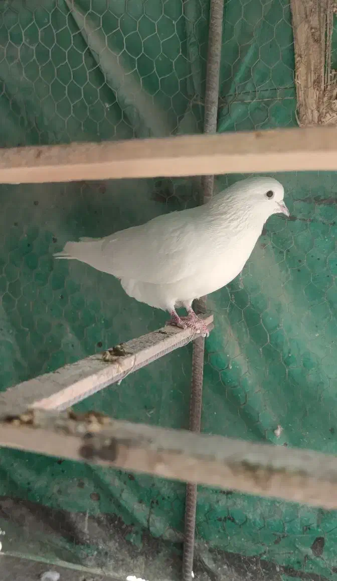 کبوتر پرشی|پرنده|سیرجان, |دیوار