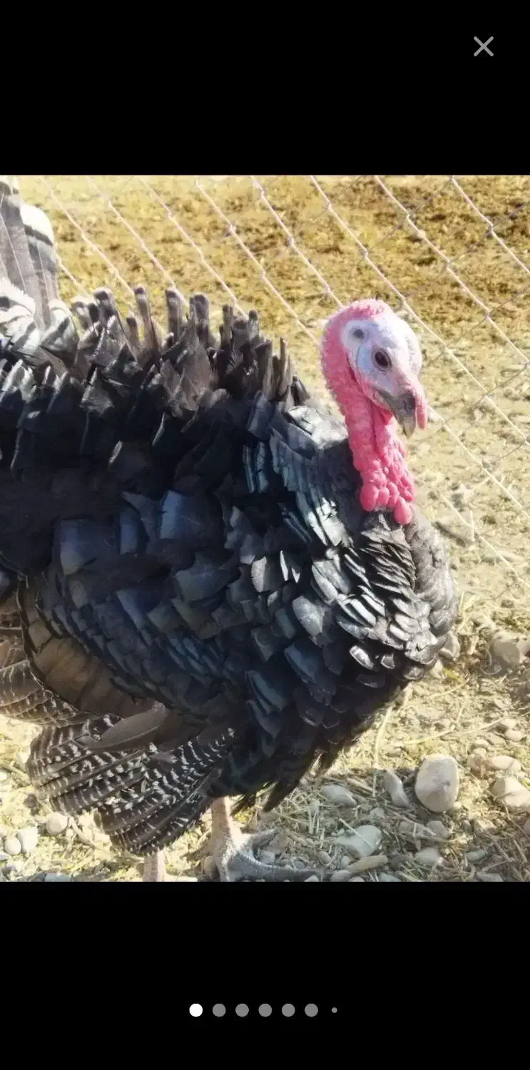 بوقلمون نر|حیوانات مزرعه|ورامین, شهرک ولیعصر|دیوار