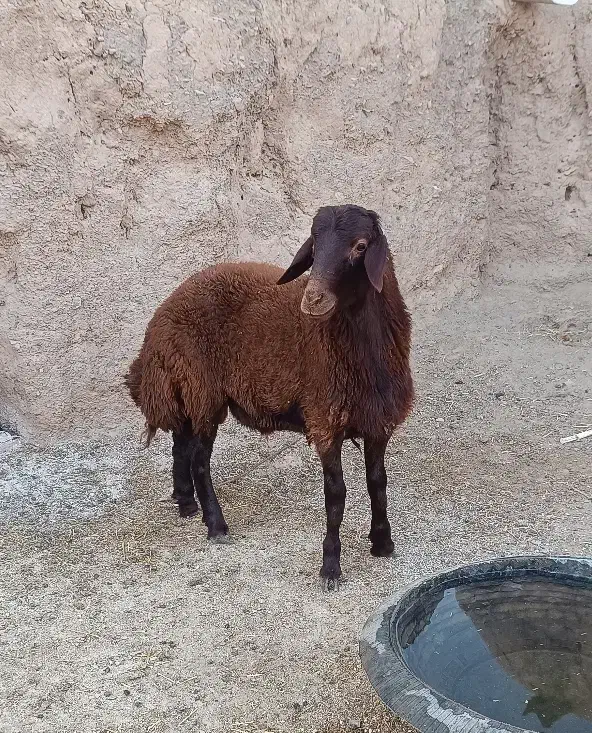 بره قوچی سرخ اصیل بزری|حیوانات مزرعه|بردسکن, |دیوار