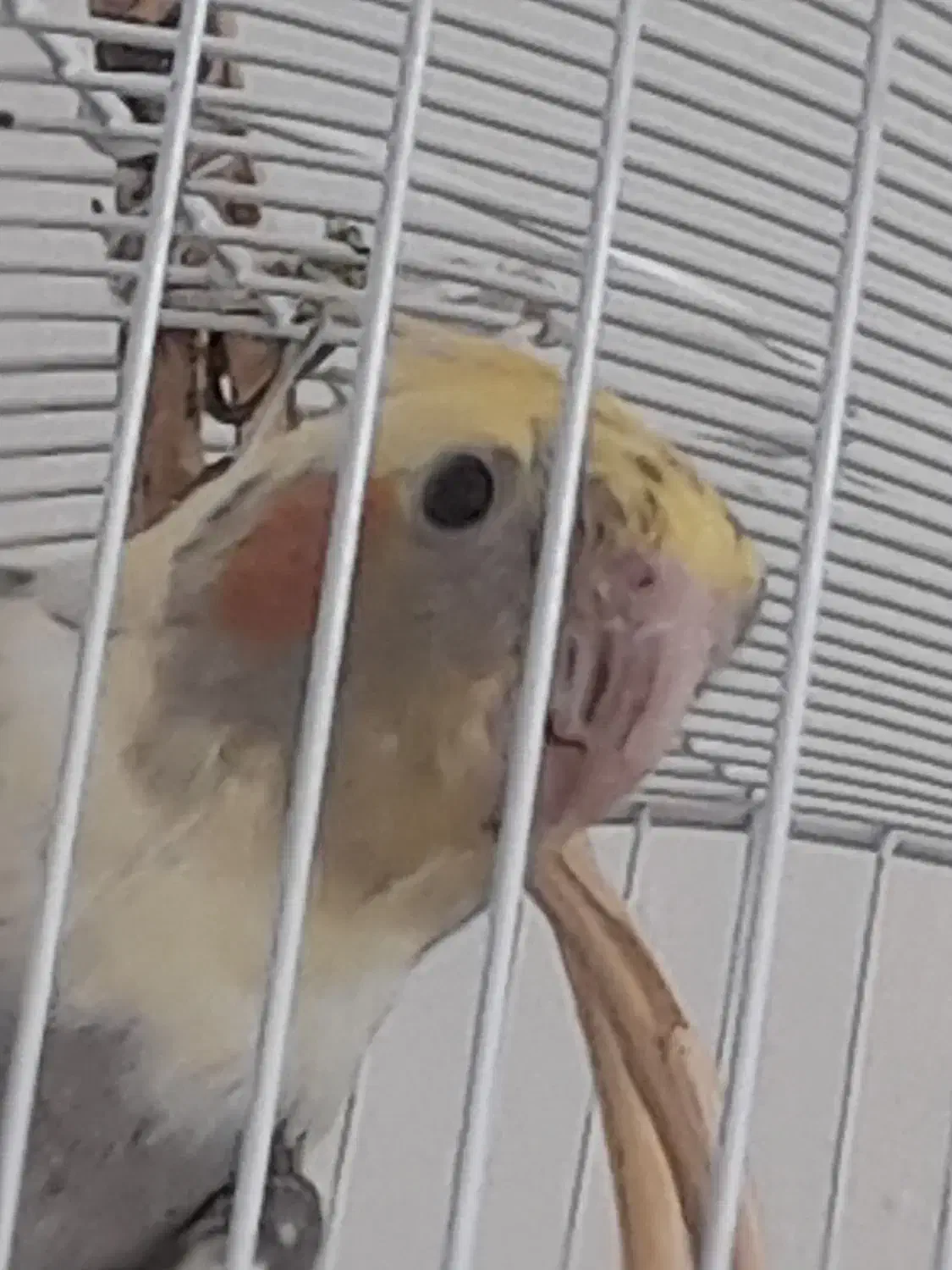 گمشده|حیوانات|عباس‌آباد, |دیوار