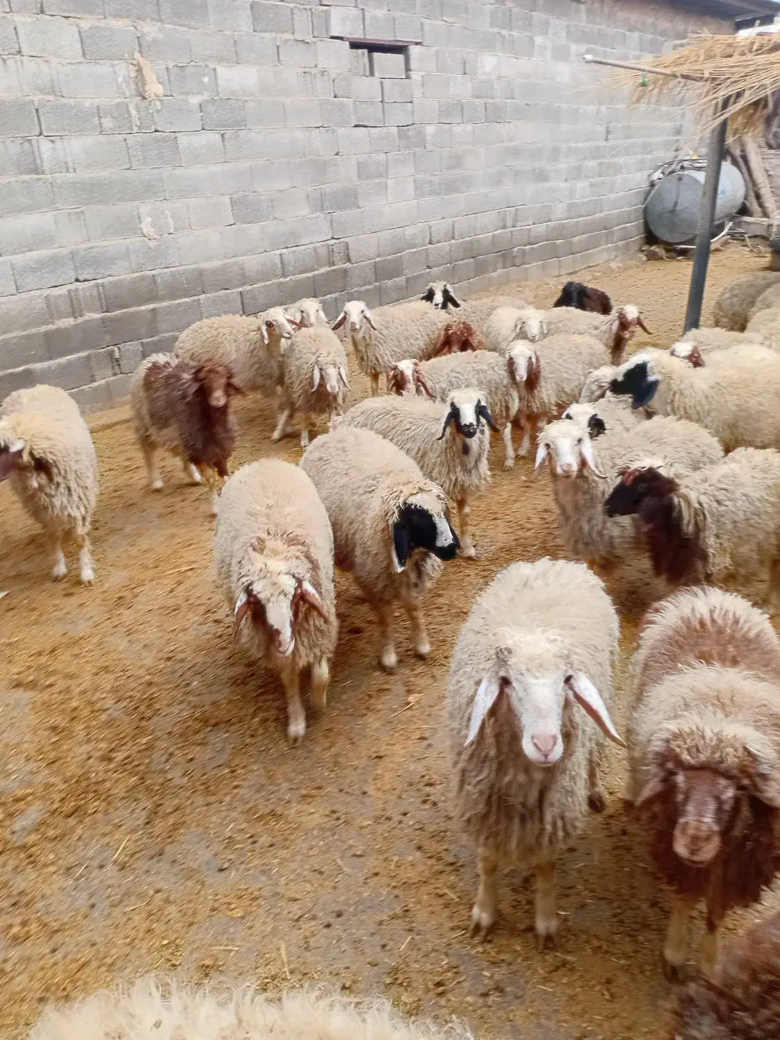 بره چاق|حیوانات مزرعه|کرمانشاه, |دیوار