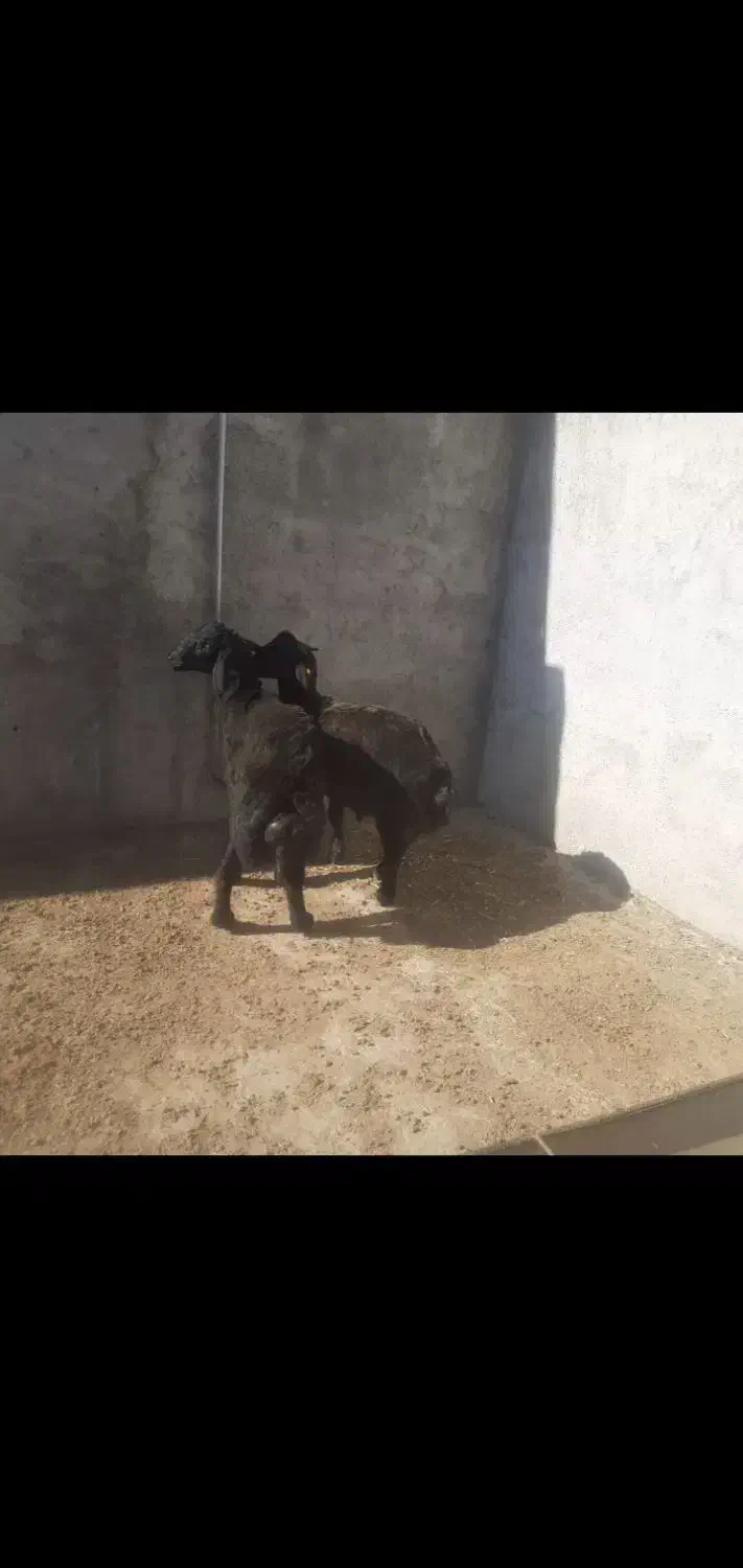 گوسفند بره|حیوانات مزرعه|شیروان (خراسان), |دیوار