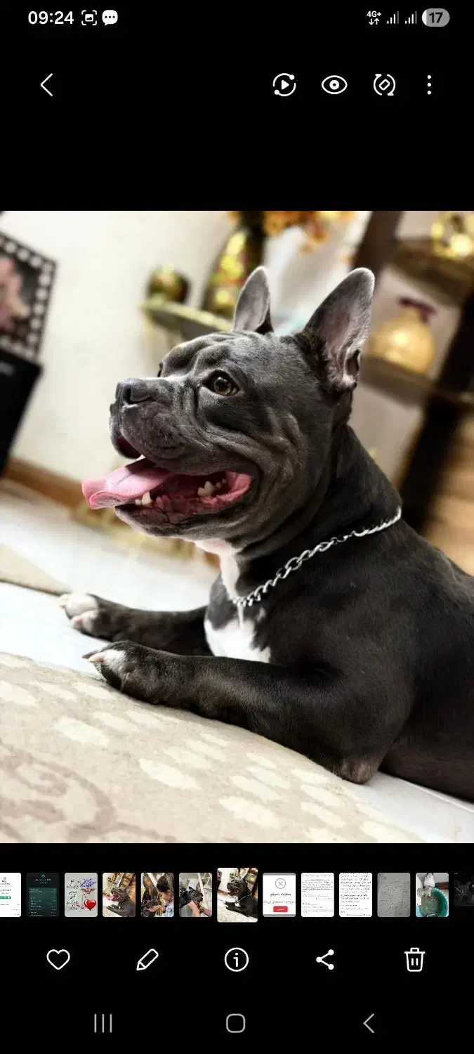 American bully|سگ|تهران, تهرانسر شرقی|دیوار