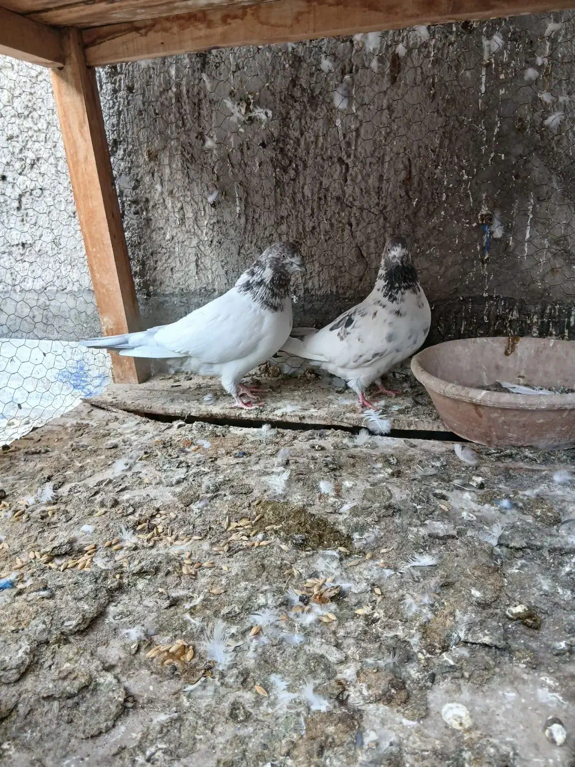 کبوتر پرشی نروماده اصیل|پرنده|کاشان, لتحر|دیوار