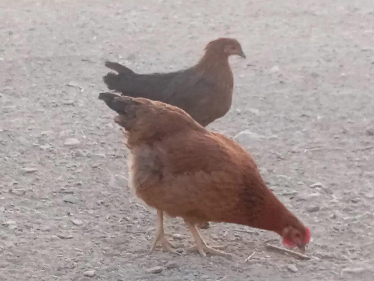 فروش خروس و وار|حیوانات مزرعه|خنداب, |دیوار