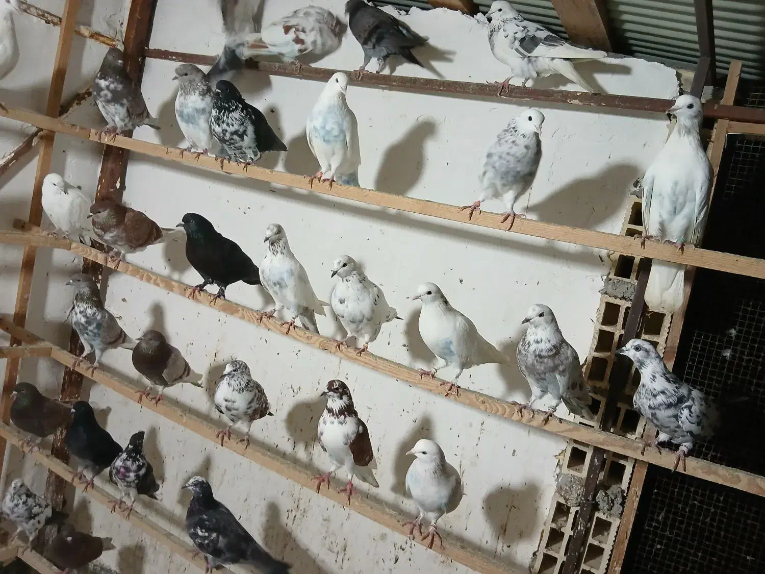 کبوتر فروشی|پرنده|رشت, جماران|دیوار