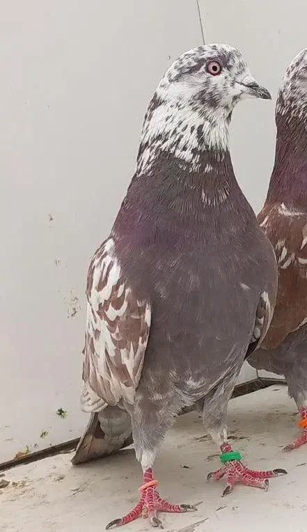 کفتر پرشی ساعت سنگین|پرنده|شاهرود, |دیوار