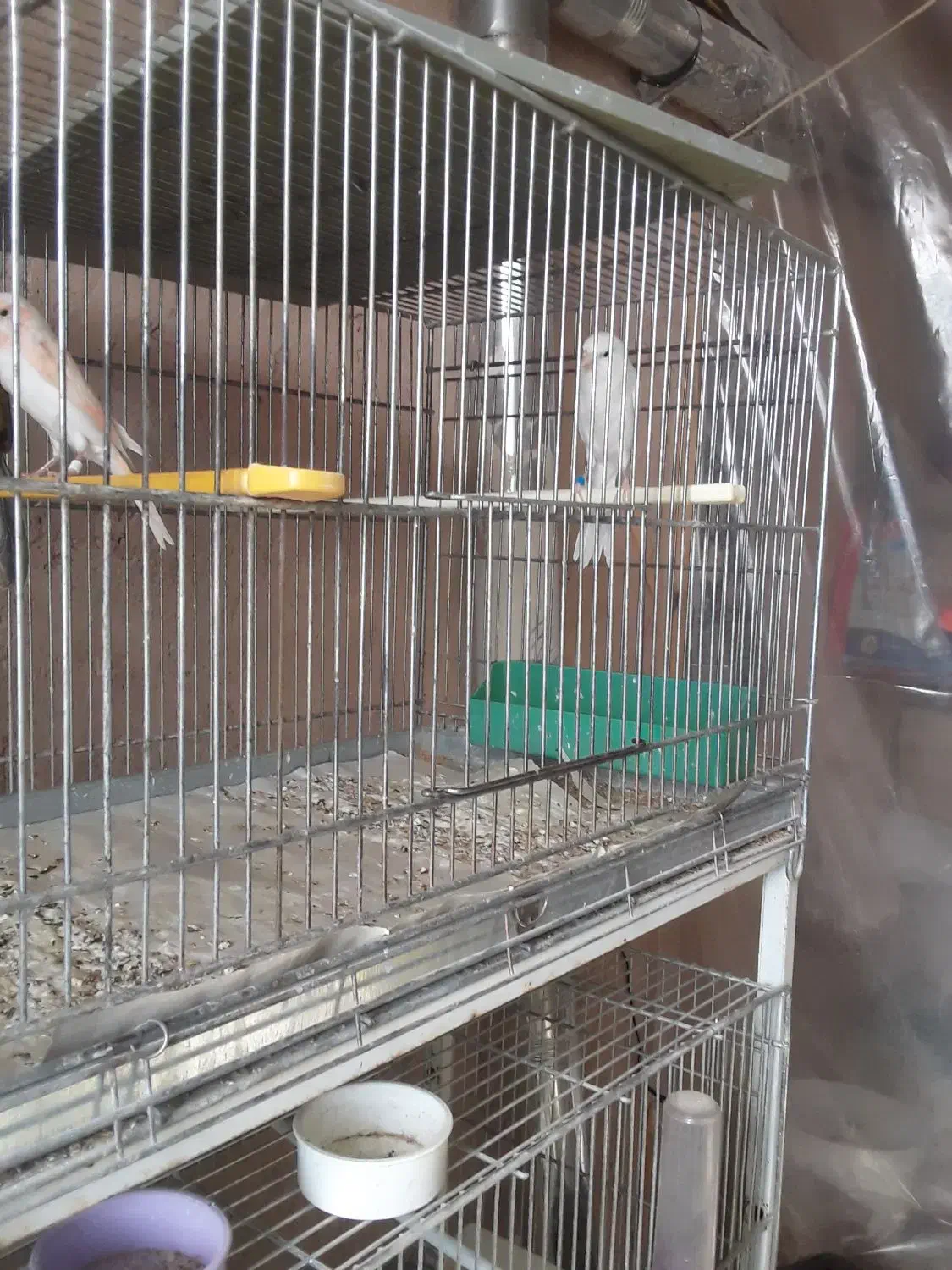 سلام تعداد قناری سوپر یکسرجیورما ده|پرنده|خمینی‌شهر, |دیوار