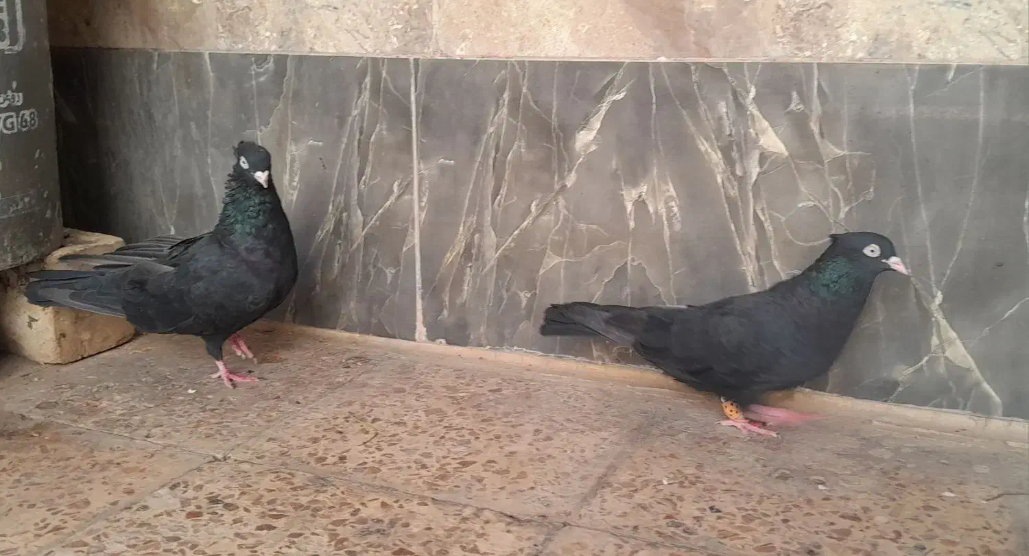 زاغ آبادانی|پرنده|اهواز, زرگان|دیوار