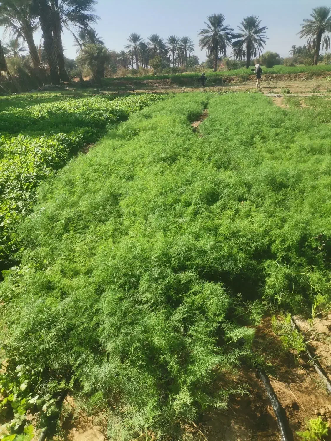 سبزی گشنیز و شوید|خوردنی و آشامیدنی|جیرفت, |دیوار