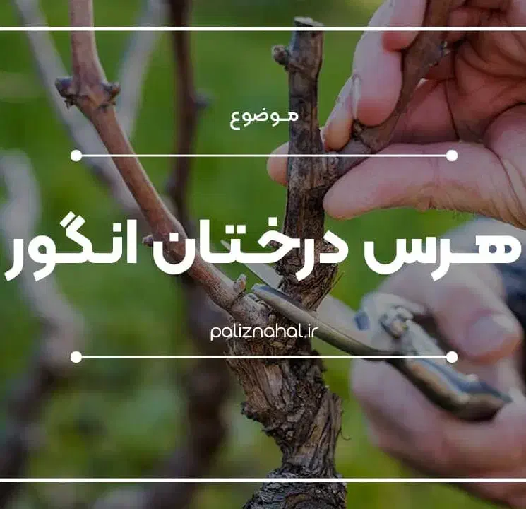 حرص و پیوند انگور و پسته و همه نوع درختان|خدمات باغبانی و درختکاری|تربت‌حیدریه, حاجی یار‎|دیوار