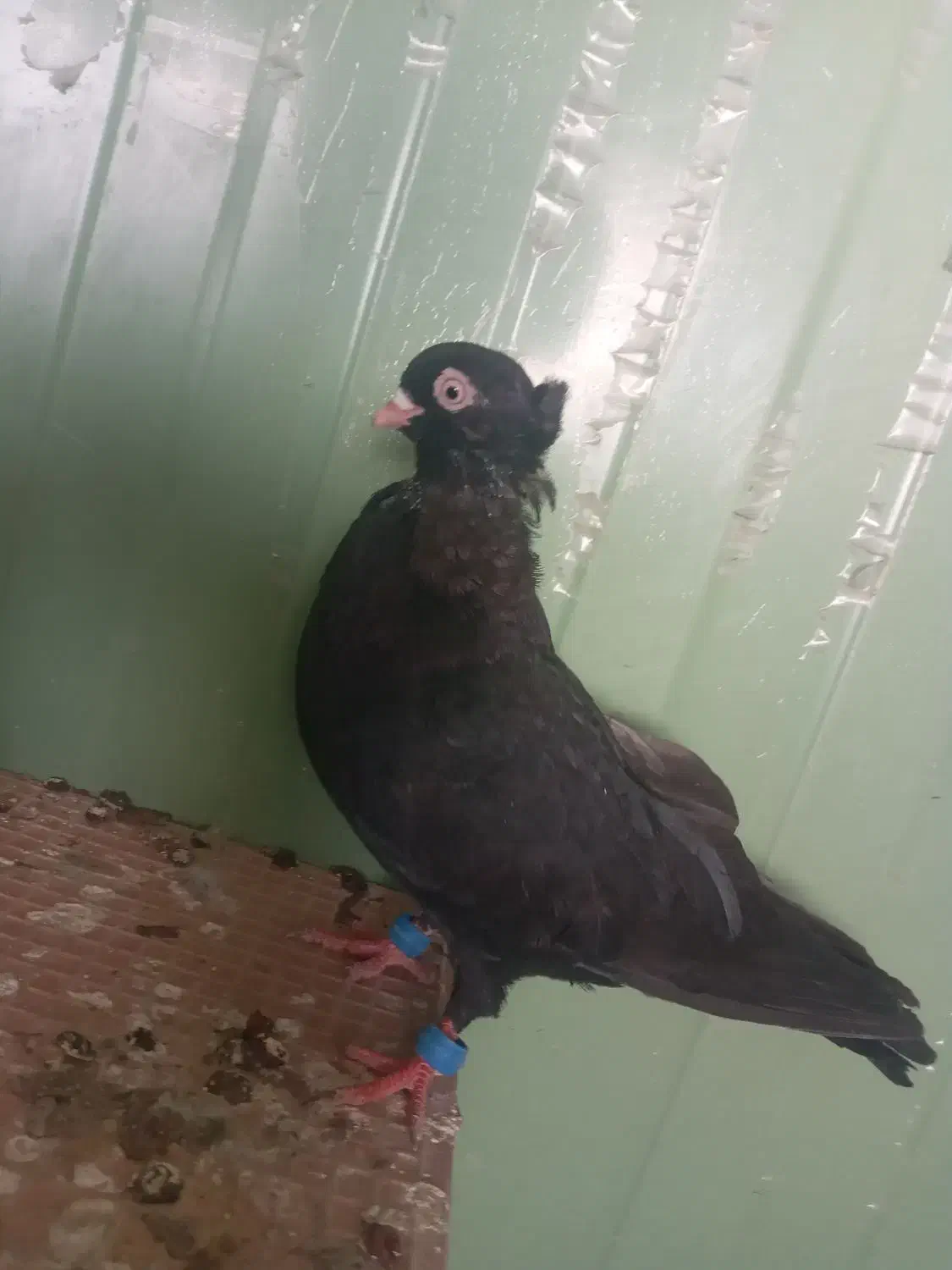 کبوتر زاغ آبادانی|پرنده|اهر, |دیوار