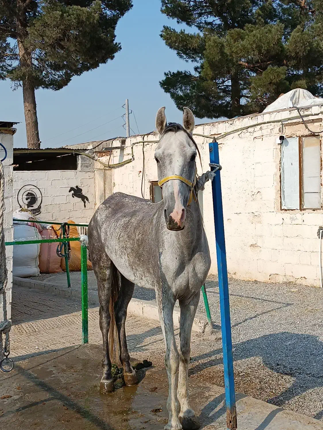 اسب ترکمن|اسب و تجهیزات اسبسواری|مشهد, سیسآباد|دیوار