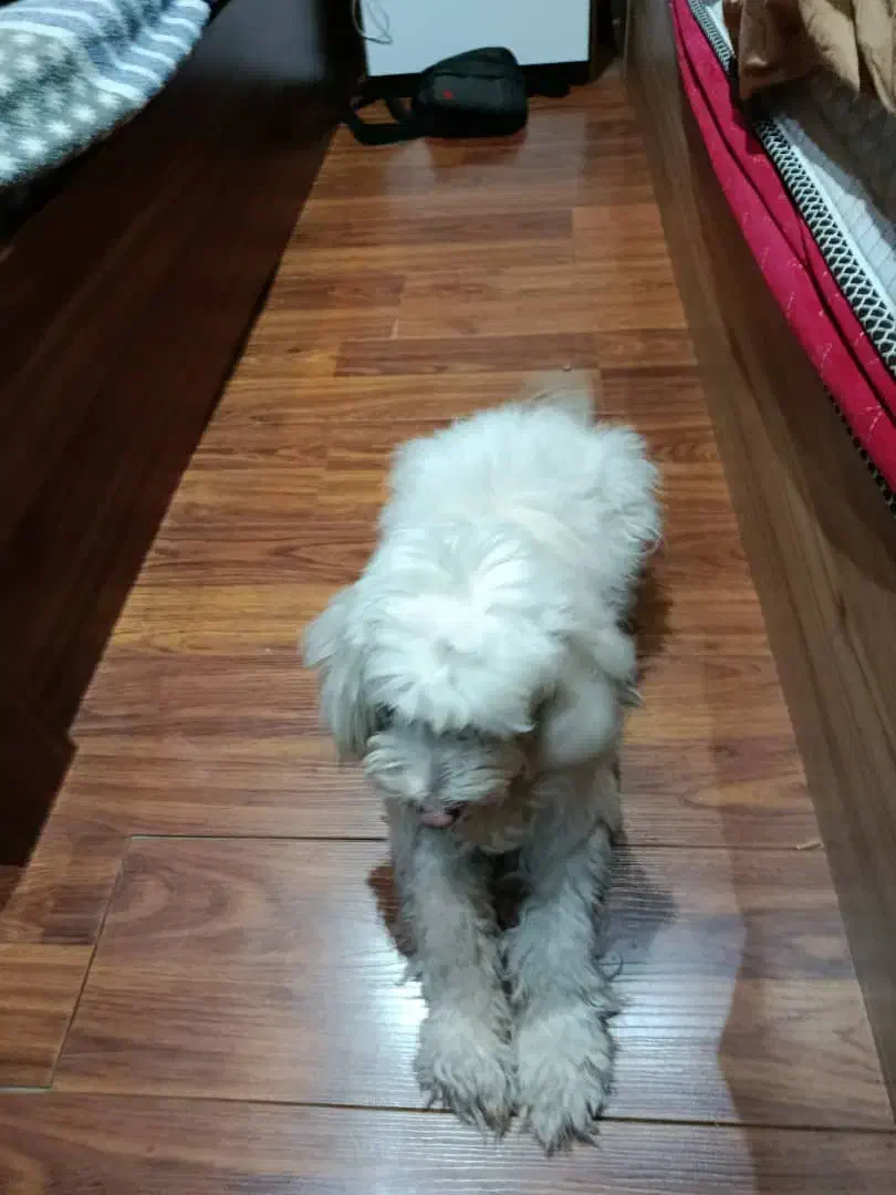 واگذاری|سگ|تهران, سازمان برنامه جنوبی|دیوار