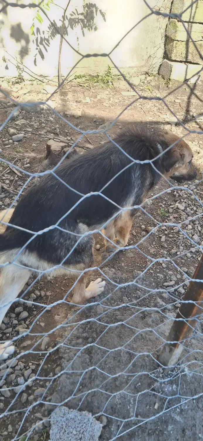 سگ ژرمن ماده شکم طلا|سگ|فومن, |دیوار