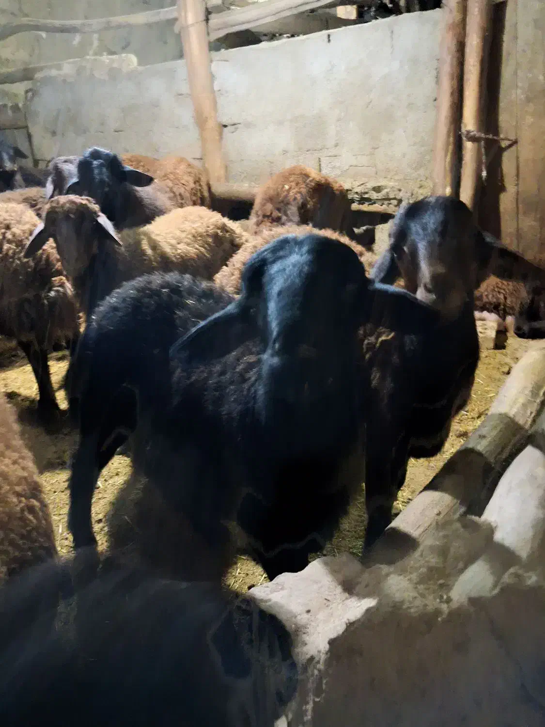 بره  نر|حیوانات مزرعه|ماهنشان, |دیوار