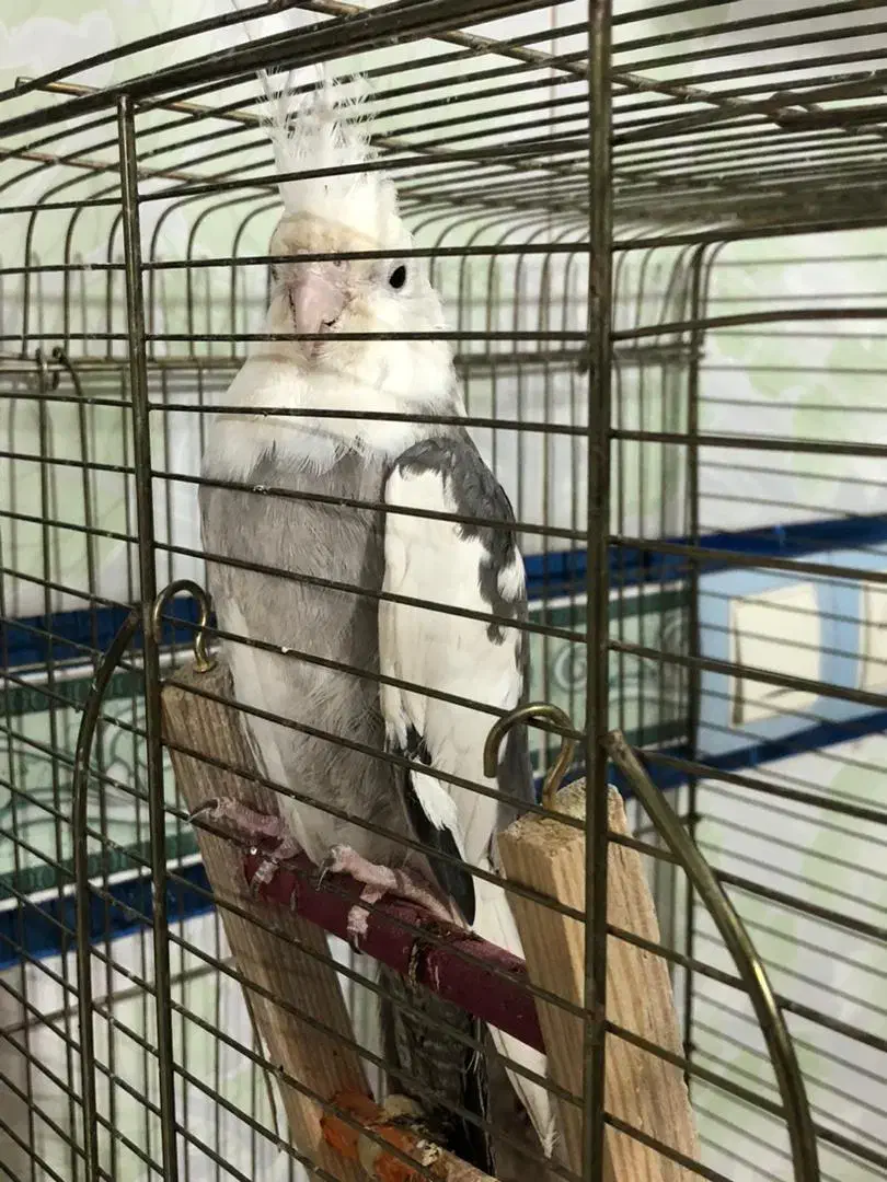 عروس هلندی نژاد وایت فیس|پرنده|گتوند, |دیوار