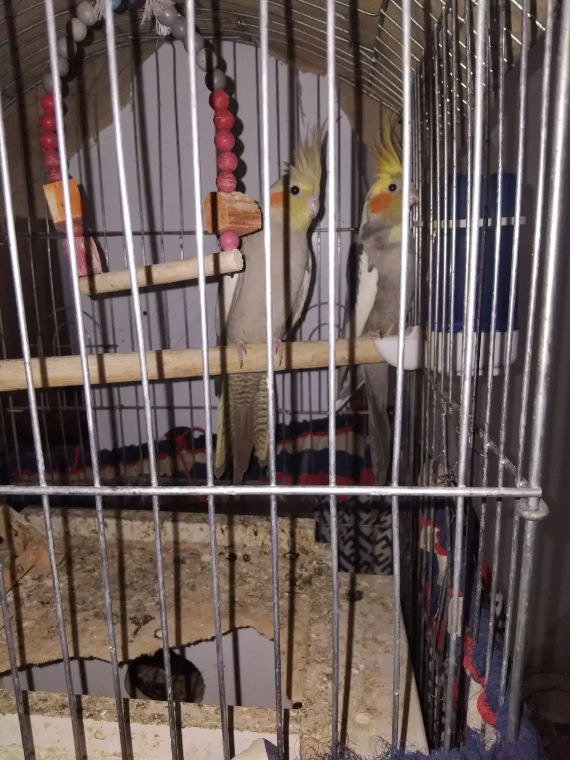 عروسی هلندی|پرنده|جزنیک, |دیوار