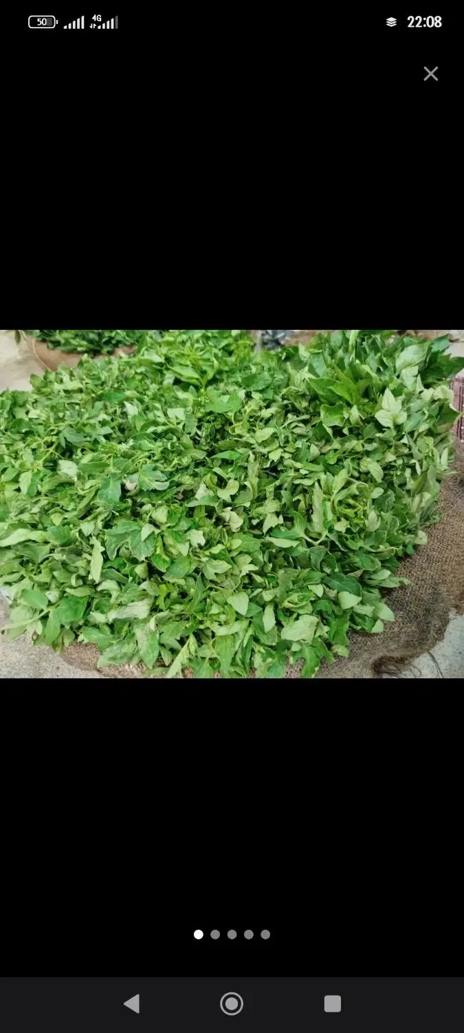 نشا|گل و گیاه طبیعی|سنقر, |دیوار