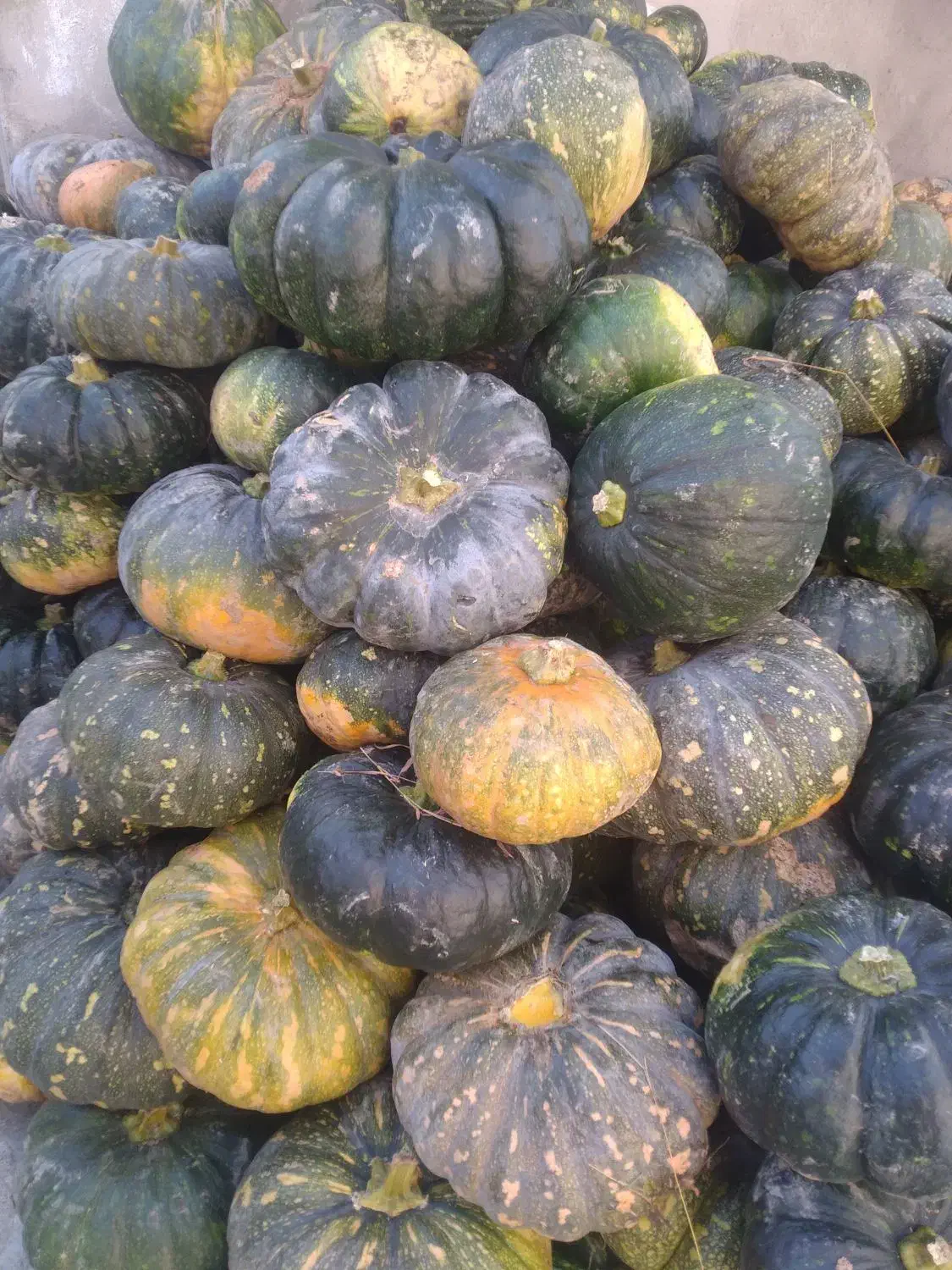 کدوی دامی|لوازم جانبی حیوانات|ضیابر, |دیوار