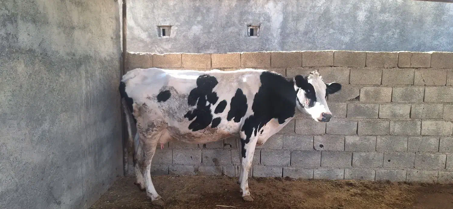 گاوشیری بانامه دکتر۲ماه کل ۲۲کیلوبه شرط شیر|حیوانات مزرعه|کوهدشت, |دیوار