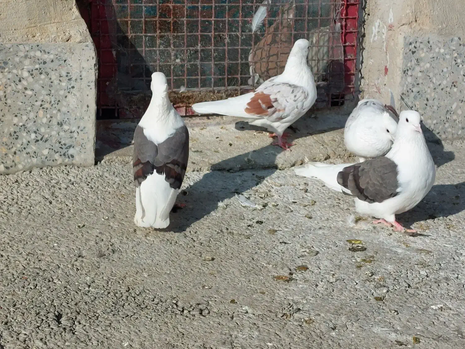 گرده دار|پرنده|بروجرد, |دیوار