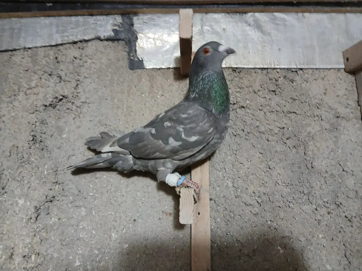 الماسی|پرنده|شیراز, محمدیه|دیوار