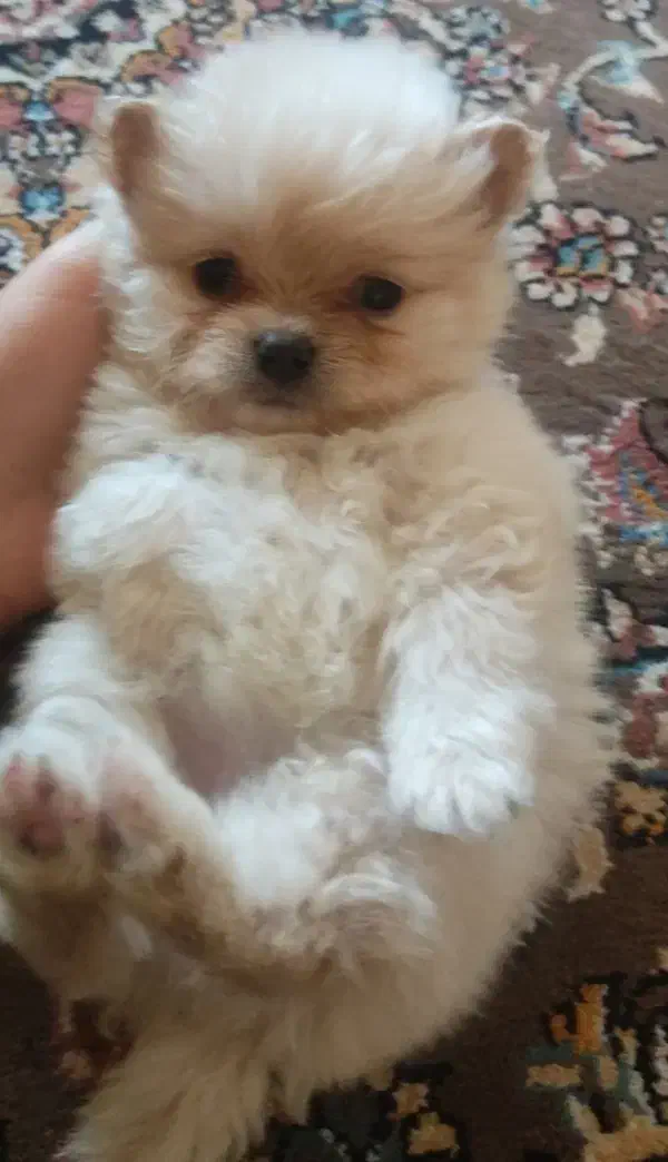 توله پامر|سگ|بوکان, |دیوار