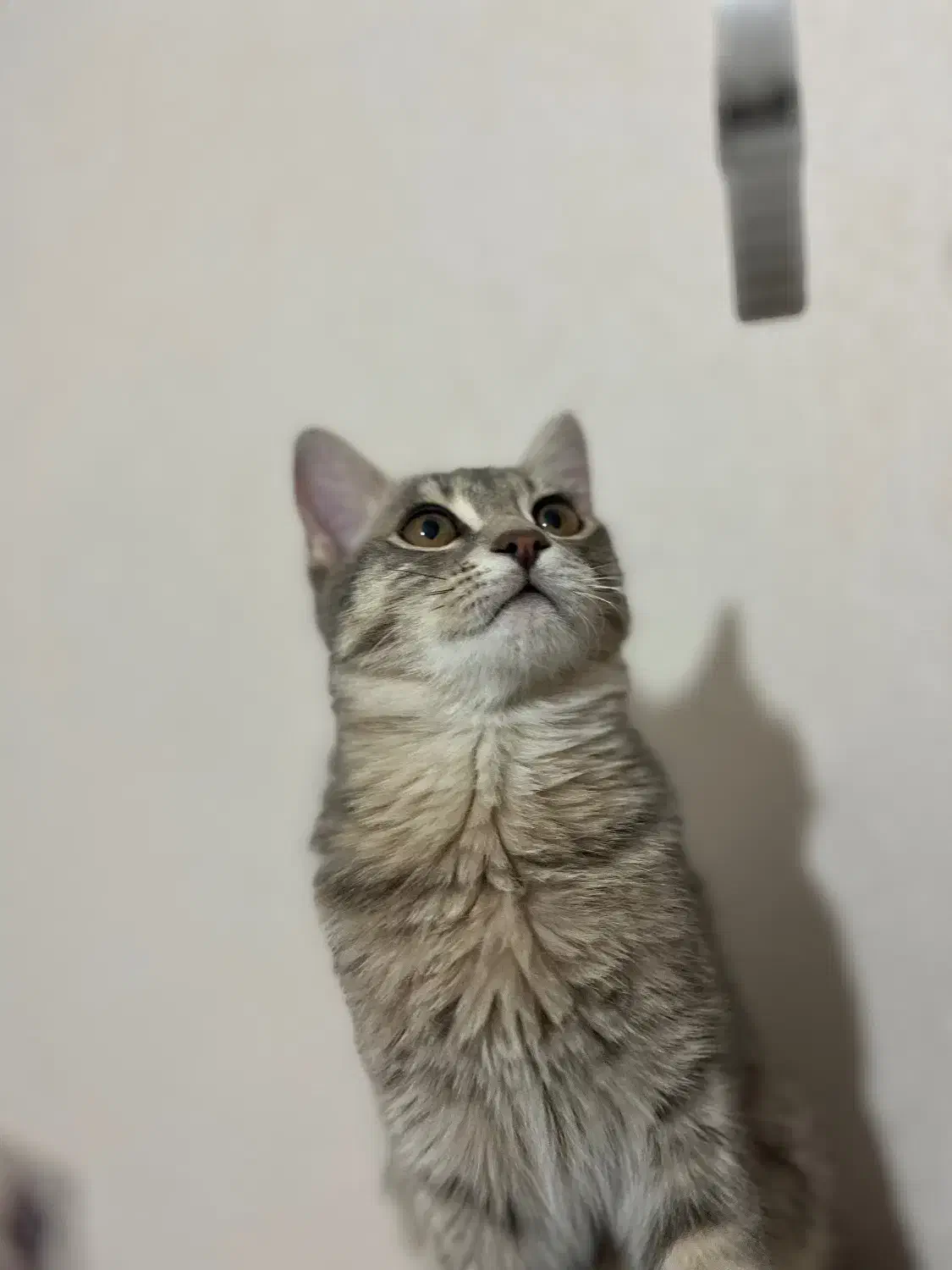 واگذاری گربه|گربه|خوی, |دیوار