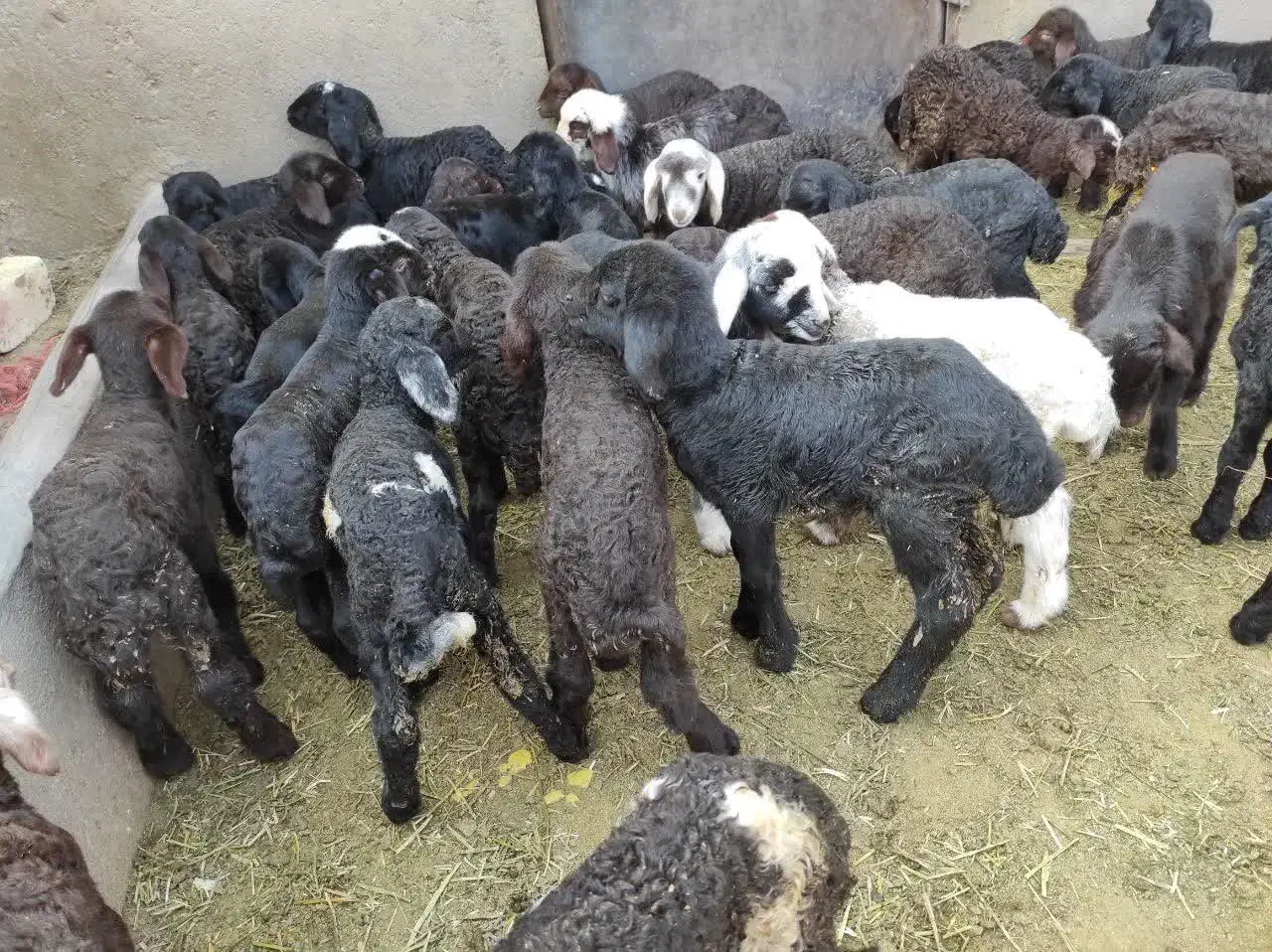 بره شیری و بزغاله شیری|حیوانات مزرعه|قم, محمد آباد|دیوار