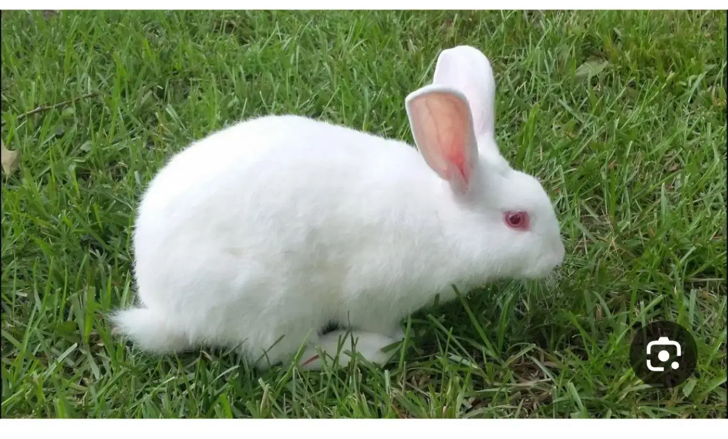 خرگوش|موش و خرگوش|تربتحیدریه, شهرک ولیعصر|دیوار